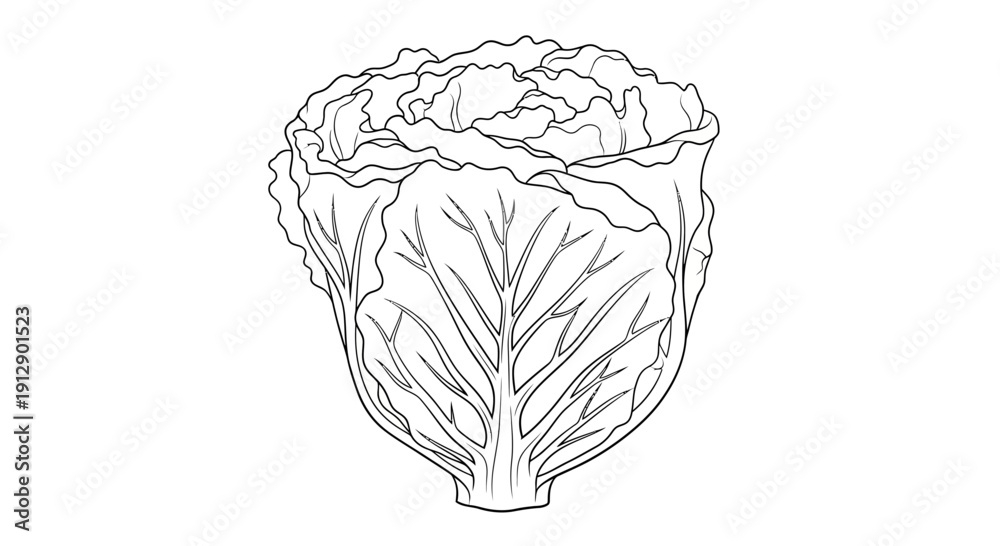 Fototapeta premium Fresh Napa Cabbage Outline Drawing, Healthy Vegetable Line Art, Organic Food Illustration