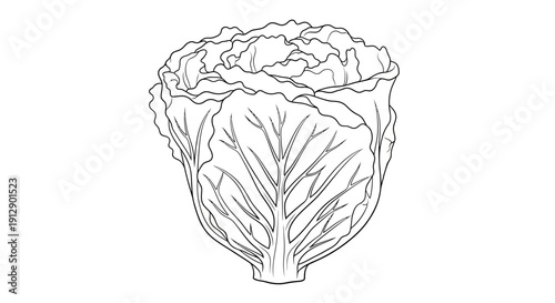 Fresh Napa Cabbage Outline Drawing, Healthy Vegetable Line Art, Organic Food Illustration