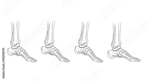 Foot Anatomy Illustration: Four Views of the Human Foot Skeleton