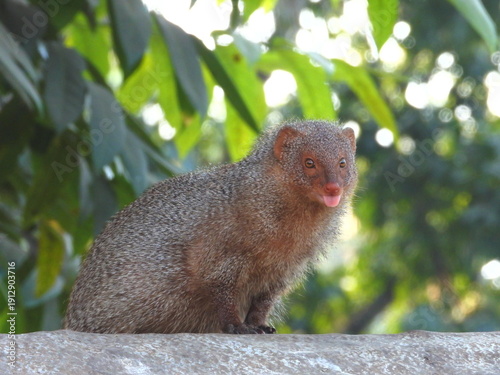 Indian grey mongoose-The Fearless Indian Grey Mongoose