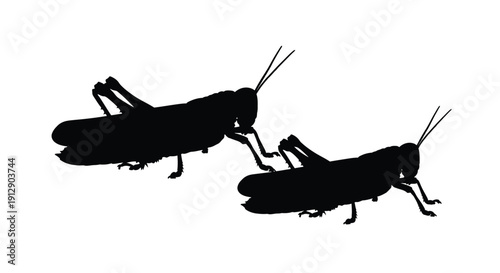 Two black silhouettes of grasshoppers facing each other isolated on white