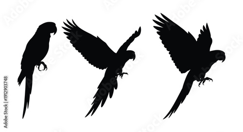 Silhouette of three parrots in flight showcasing vibrant avian forms