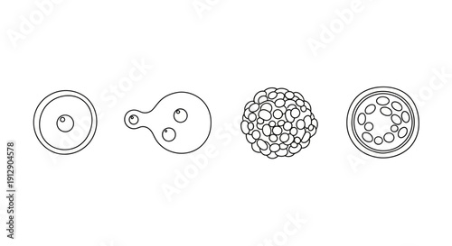 Cell division stages: zygote, cleavage, morula, blastocyst, early embryonic development