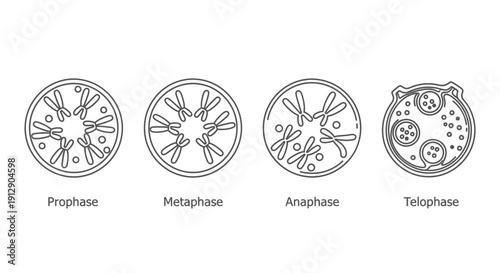 Cell Division Stages: Prophase, Metaphase, Anaphase, Telophase - Mitosis Diagram