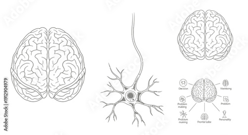 Brain Anatomy, Neuron Structure, and Cognitive Functions: A Medical Illustration