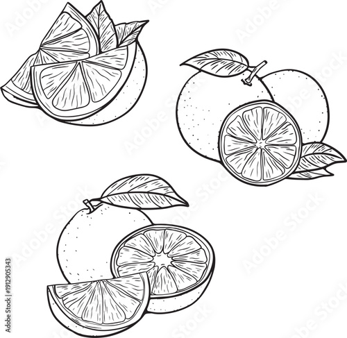agriculture product, black and white illustration, botanical drawing, capsicum, cooking concept, cooking ingredient, culinary art, detailed line art, editable vector, engraved style, eps file, farm pr