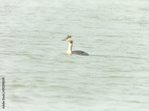 Great crested grebe