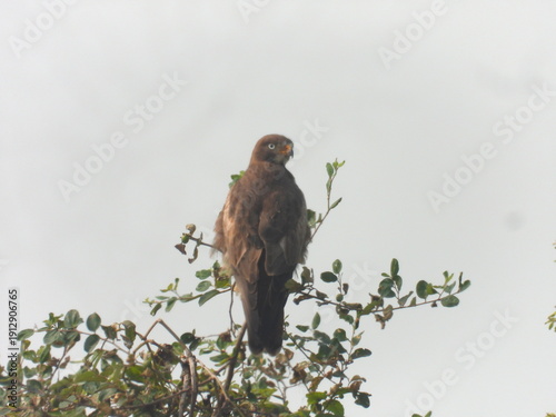 White-eyed buzzard