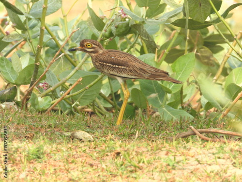 Indian stone-curlew,-Indian thick-knee
