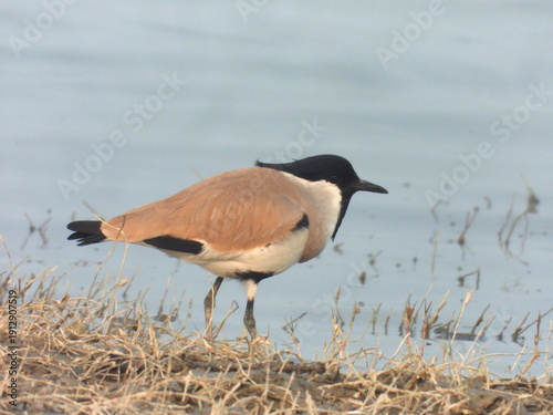 River lapwing