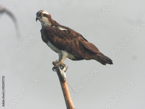 Osprey with the kill---Osprey with hunt
