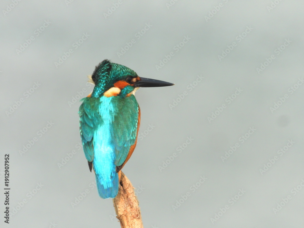 Obraz premium kingfisher on a branch