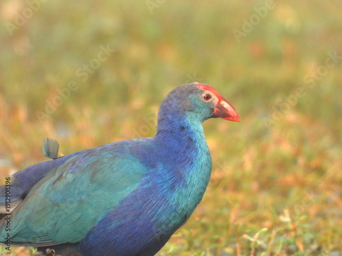 pheasant in the grass