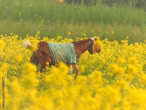 goat with winter dress in the mustered field
