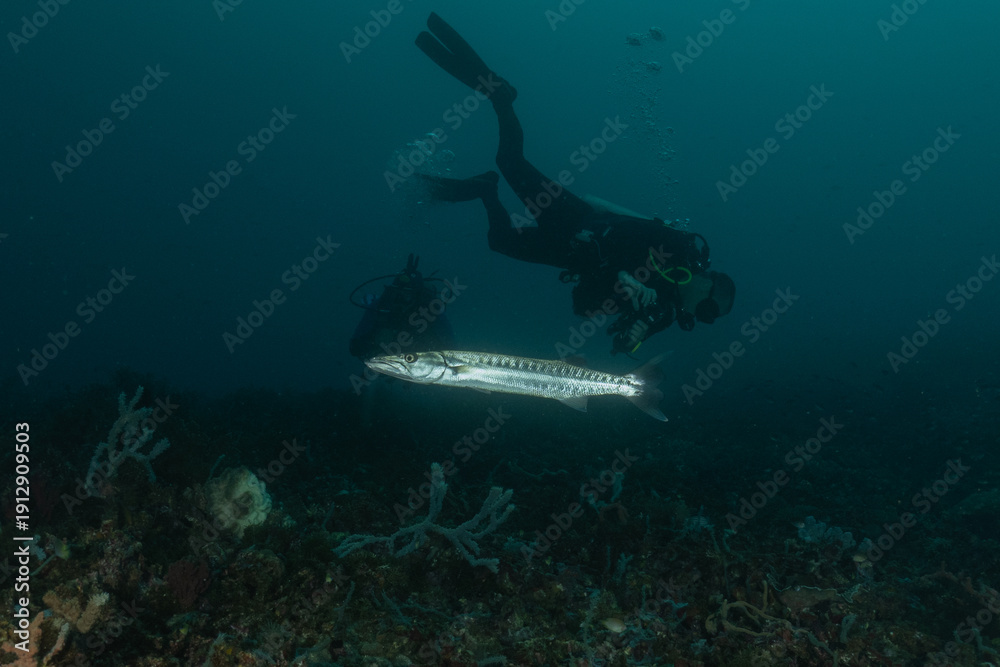 Fototapeta premium Fish swim in the Sea of the Philippines 