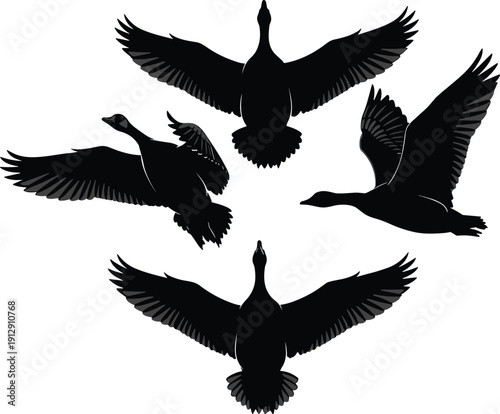 Set of Four Wild Geese and Waterfowl Silhouettes Flying with Open Wings, Migratory Bird Nature Vector Illustration Isolated on White,