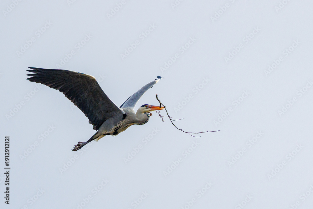 Obraz premium Graureiher (Ardea cinerea)