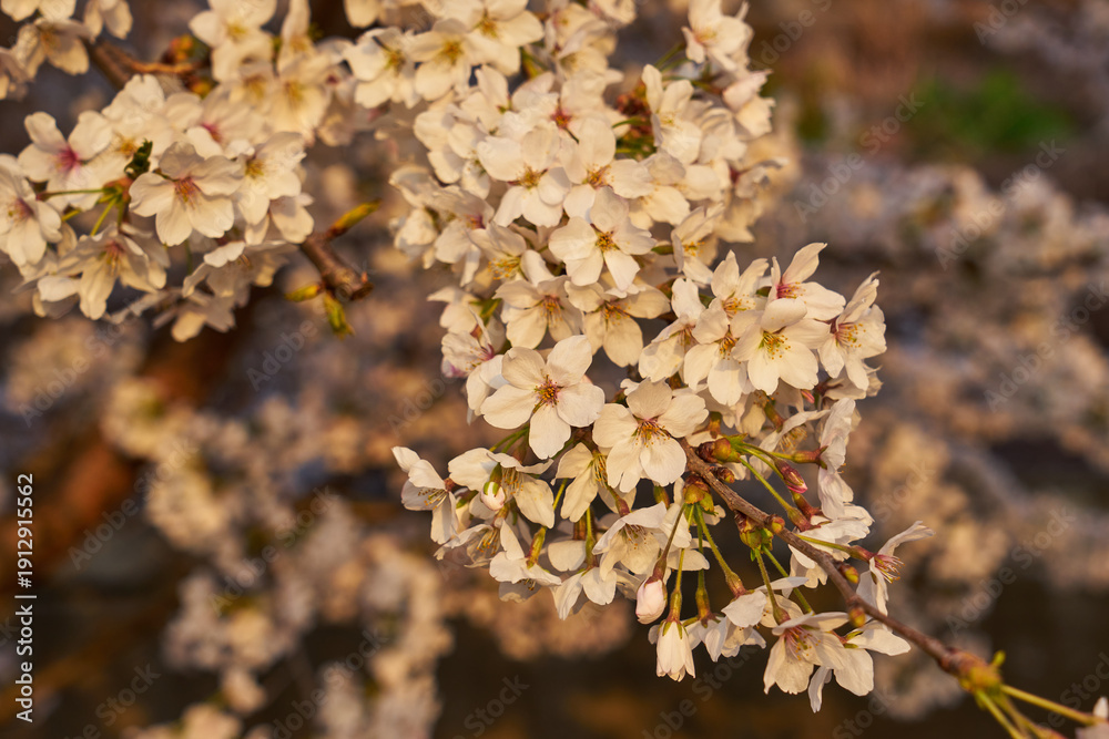 Fototapeta premium 山梨県勝沼市 甚六桜公園の桜
