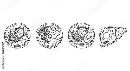 Cell Biology: Animal Cell Diagrams and Liver Organ Illustration