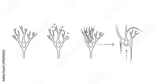 Cellular Division and Growth: Microscopic View of Budding and Branching