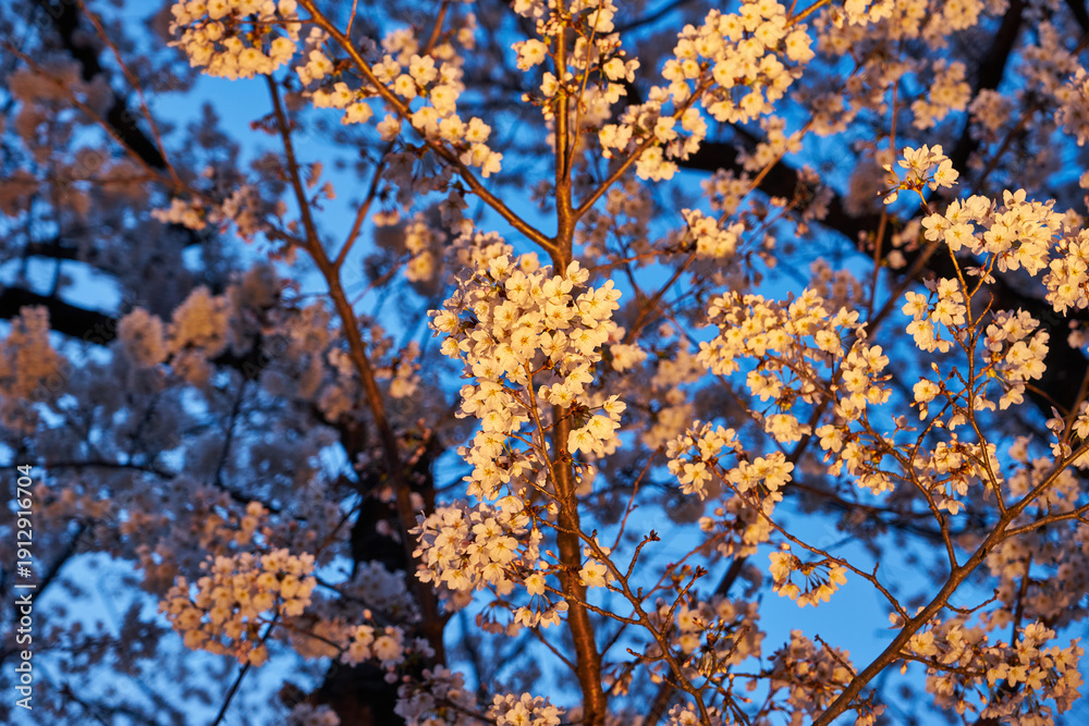 Fototapeta premium 山梨県勝沼市 甚六桜公園の夜桜