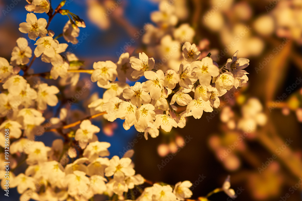 Fototapeta premium 山梨県勝沼市 甚六桜公園の夜桜