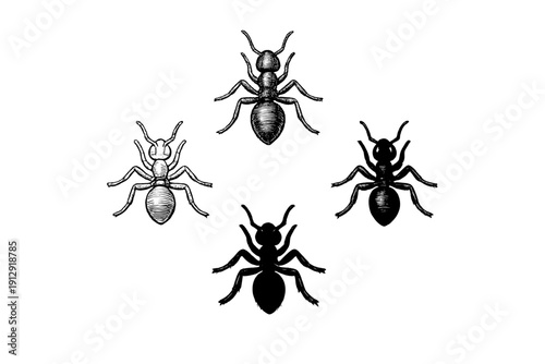 Four ants are arranged in a diamond pattern against a solid black background. The insects are rendered in a detailed engraving style with varying levels of brightness and shading.
