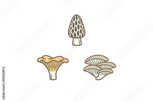 A collection of three stylized mushroom illustrations featuring a morel, a chanterelle, and a cluster of oyster mushrooms, presented in a minimalist flat design on a black background.