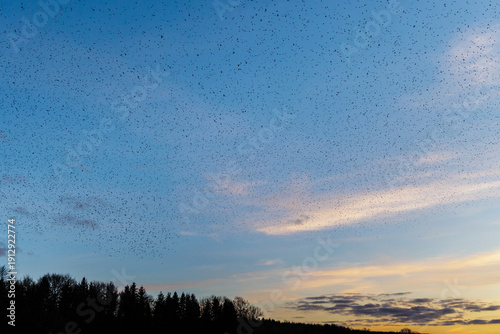 Bergfinken (Fringilla montifringilla)