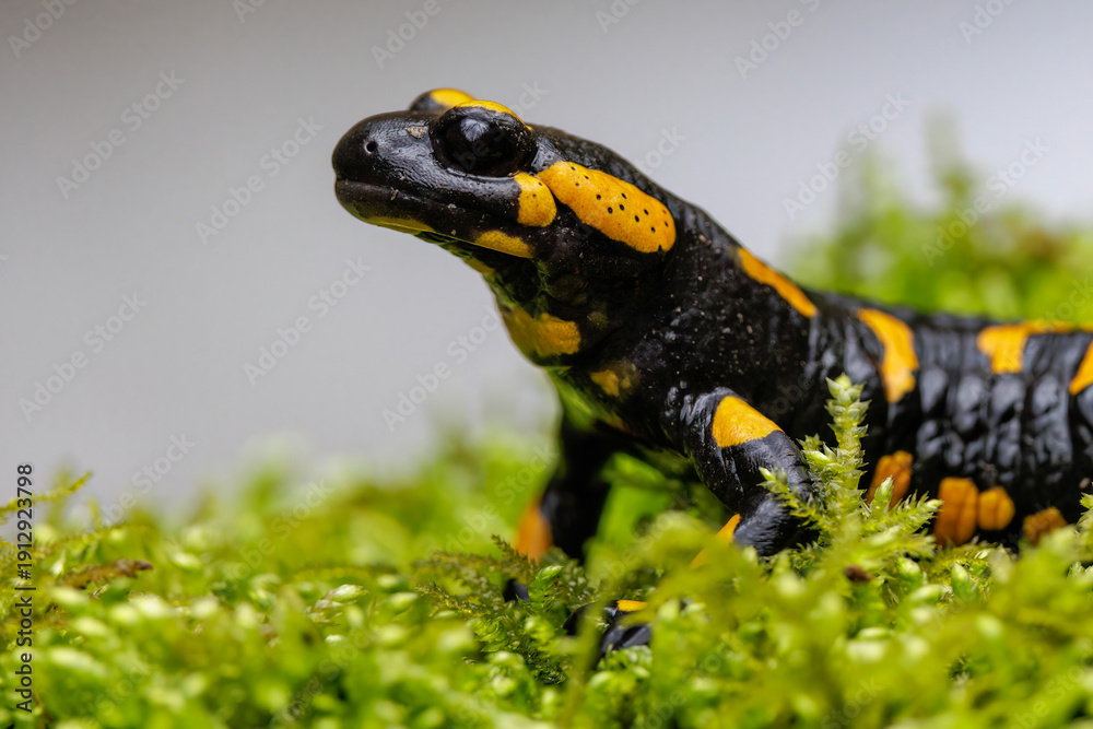 Fototapeta premium Feuersalamander (Salamandra salamandra)