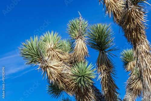 Joshua tree (Yucca brevifolia) in California's Mojave Desert. Blue sky with wispy clouds in the background 
