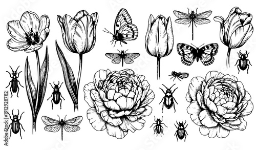 Romantic era botanical tulips peonies and insects hand drawn vector elements