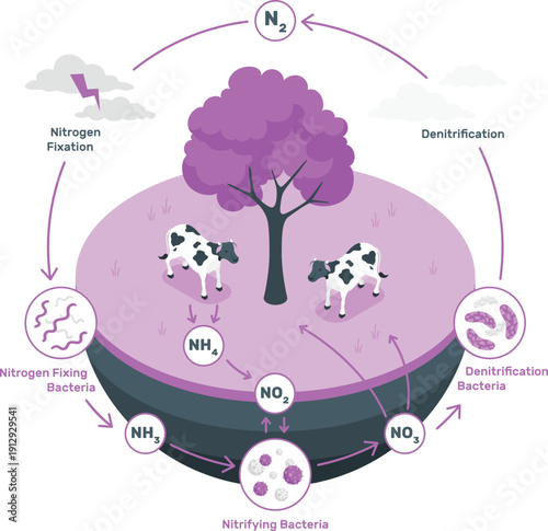 Nitrogen cycle illustration: bacteria, plants, and animals in a circular ecosystem