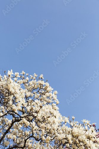 White magnolia flowers against clear blue sky