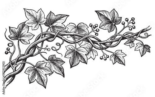 botanical illustration of a climbing ivy vine with lush leaves and berries. Hand-drawn engraving style.