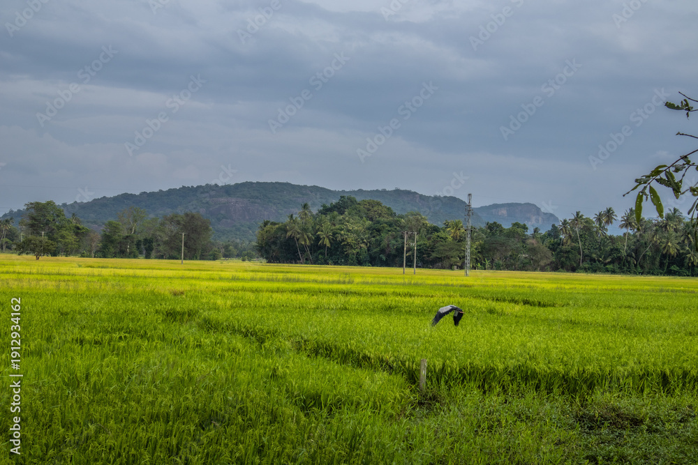 Fototapeta premium rice field background in the asian
