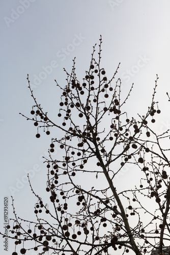 Bare tree branches with hanging seed pods against pale sky