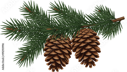 Realistic pine branch with two brown pinecones isolated on white background evergreen botanical winter illustration