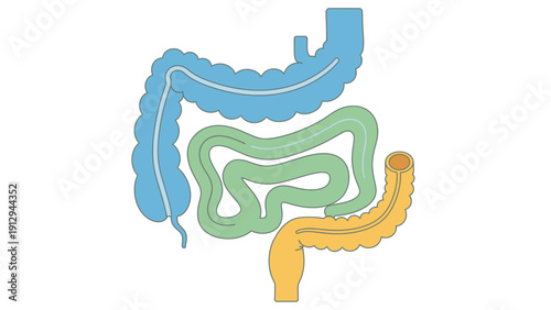 Human Digestive System Anatomy Illustration.