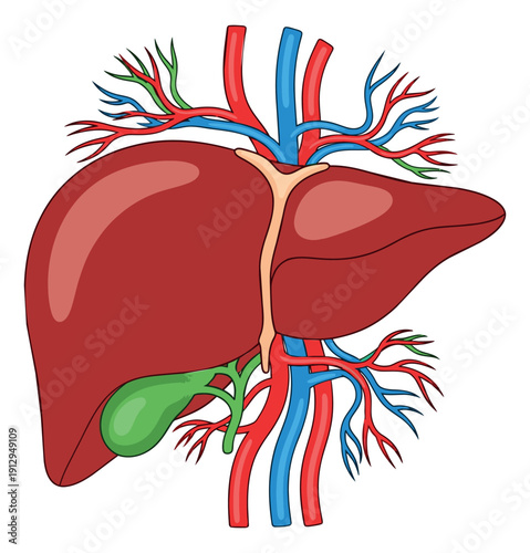 Detailed cartoon illustration of human liver depicting its anatomy with gallbladder and blood vessels for medical education