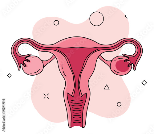 Modern line art illustration of the female reproductive system depicting its internal anatomy for medical education
