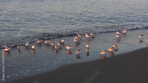 A flock of sanderlings running along the sandy shoreline at the water’s edge
