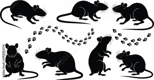 Rat and mouse silhouette poses with footprint trails, black rodent animal illustration collection, isolated pest vector set