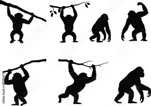 Gorilla silhouette action poses, wild ape behavior, primate holding branches, jungle wildlife illustration set, black vector collection