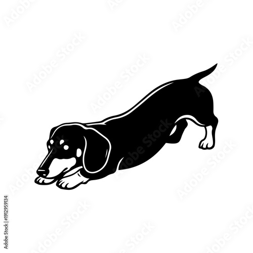Elegant black and white dachshund running with poised grace and energy