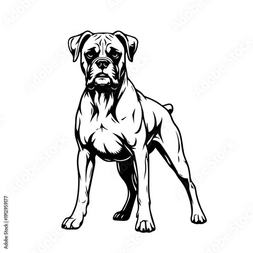 A sleek boxer dog standing confidently in a minimalist black and white illustration