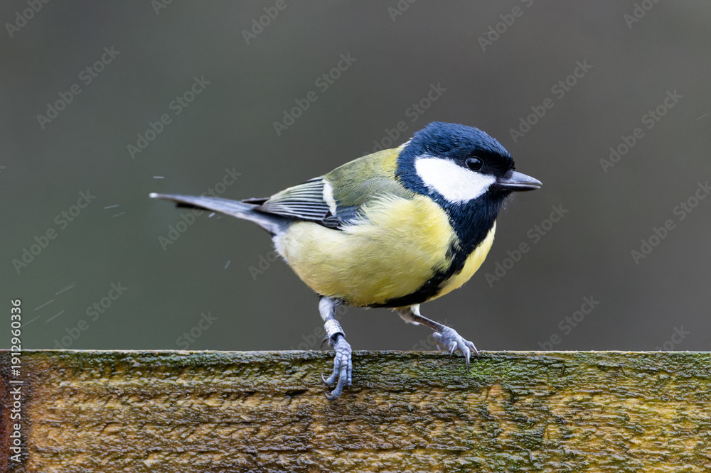 Obraz premium Great tit Parus major in the rain