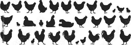 Chicken and rooster silhouette collection isolated on white background, farm poultry vector set for agriculture design, rural animal illustration, logo bundle