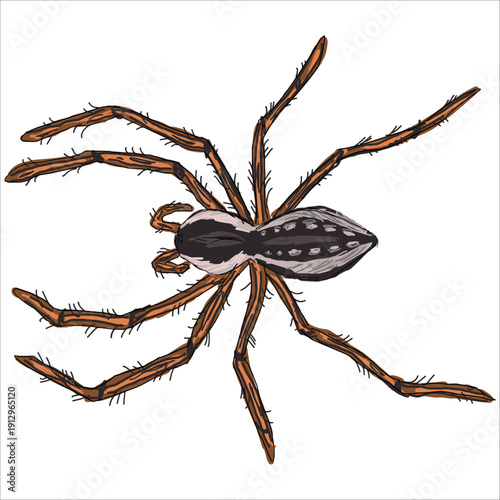 The six-spotted fishing spider. Dolomedes triton. Colorful, hand-drawn, vector illustration. Picturesque. Unique detailed stylization. Print on sketchbooks, stickers, postcards, cups, clothes, posters