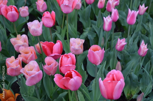 Różowe tulipany w ogrodzie – wiosenne tło